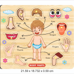 3d Educational Tray (Body Parts)